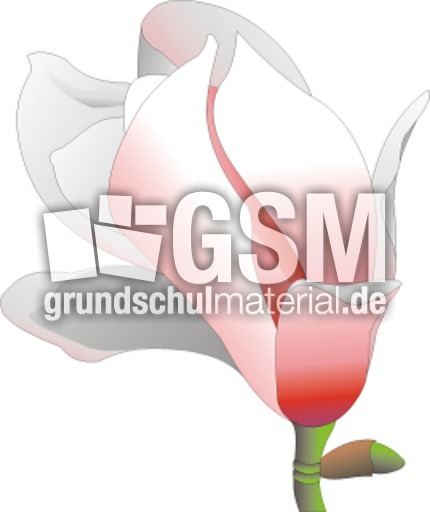 Magnolie.tif